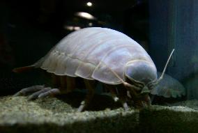 Giant isopod stays alive for 4 years despite not eating
