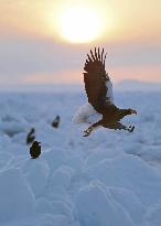 Sea eagle and drift ice