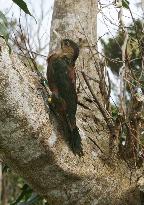 Data collected by 2-yr survey to protect Okinawa Woodpecker