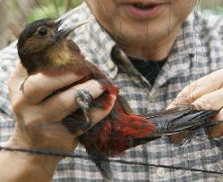 Data collected by 2-yr survey to protect Okinawa Woodpecker