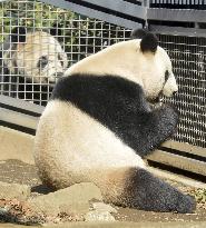 Public viewing of pandas resumes at Tokyo's Ueno Zoo