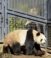 Public viewing of pandas resumes at Tokyo's Ueno Zoo