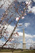 Cherry blossom festival in Washington