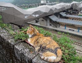 Cat-friendly overpass in Taiwan