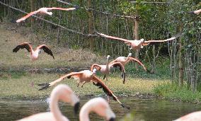 Miyazaki zoo amuses visitors with "flying flamingo show"