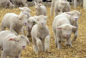 Baby sheep in Hokkaido
