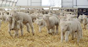 Baby sheep in Hokkaido