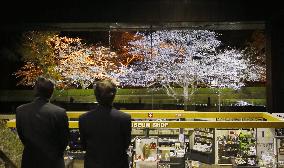 Cherry blossoms picturesque illumination