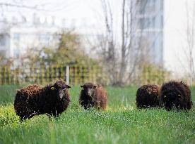 Paris enlists sheep to eradicate weeds