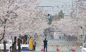 Cherry blossoms in Fukushima