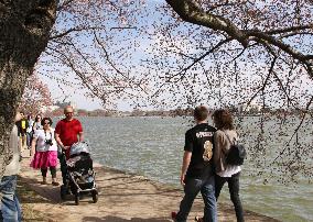 Spring in Washington