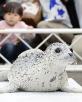 Seal pup at Osaka aquarium