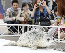 Seal pup at Osaka aquarium
