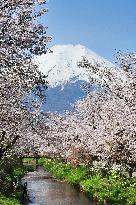 Cherry blossoms near Mt. Fuji