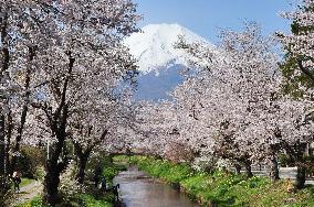 Cherry blossoms near Mt. Fuji