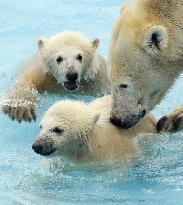 Twin polar bear cubs at Sapporo zoo
