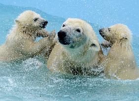 Twin polar bear cubs at Sapporo zoo