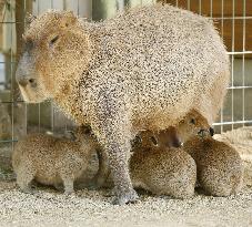 Capybara triplets