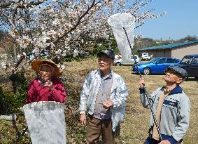 5 elderly bee hunters contributing to field over 5 decades