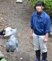 Young female breeder taking care of oldest shoebill in Japan
