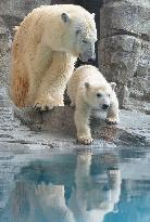 Polar bear cub