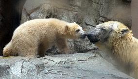 Polar bear cub