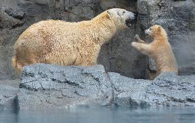 Polar bear cub