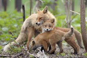 Fox family in Hokkaido