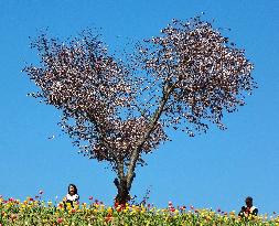 Cherry blossoms on heart-shaped tree
