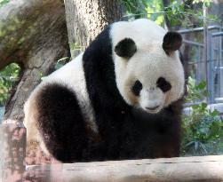 Giant panda at Ueno Zoo shows signs of pregnancy