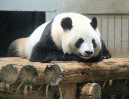 Giant panda at Ueno Zoo shows signs of pregnancy