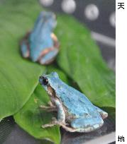 Blue frogs