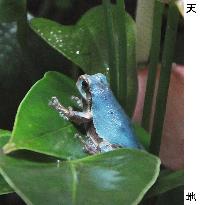 Blue frogs