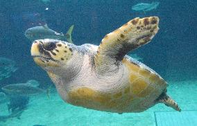 Aquarium head becomes sea turtle expert
