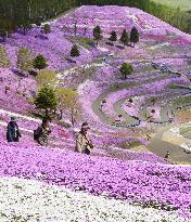 Moss Pink flowers