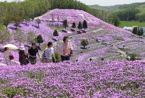 Moss Pink flowers