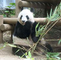 Panda at Tokyo zoo