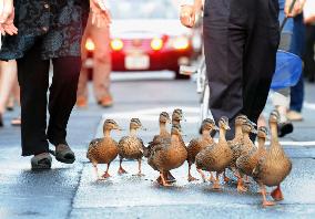 'Make Way for Ducklings' in Kyoto
