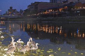 'Make Way for Ducklings' in Kyoto