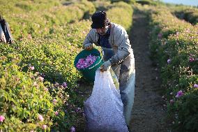 TURKEY-ISPARTA-ROSE HARVEST