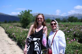 TURKEY-ISPARTA-ROSE HARVEST