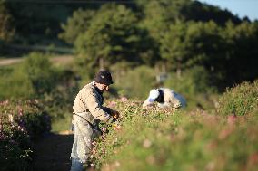 TURKEY-ISPARTA-ROSE HARVEST