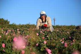 TURKEY-ISPARTA-ROSE HARVEST