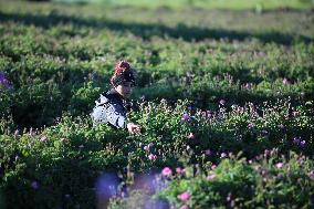 TURKEY-ISPARTA-ROSE HARVEST