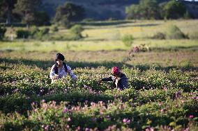 TURKEY-ISPARTA-ROSE HARVEST