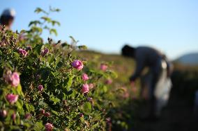 TURKEY-ISPARTA-ROSE HARVEST