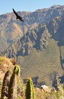 Andean condors in Peru