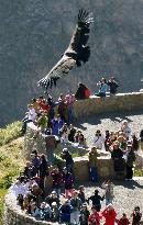 Andean condors in Peru