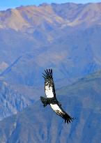 Andean condors in Peru