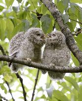 Owl chicks in Hokkaido